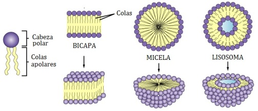 lipidos-19-micela-bicapa-lisosoma